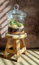 Load image into Gallery viewer, Terrarium kit